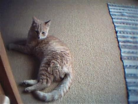 Huskat Oliver billede 1