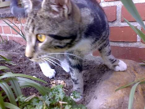 Blanding af racer † Terkel † - Min lille tiger :D billede 6