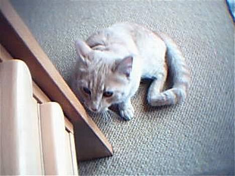 Huskat Oliver billede 2