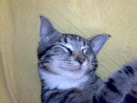 Blanding af racer † Terkel † - Hihi, kan næsten kun tage "gode" billeder af ham når han sover :D billede 7