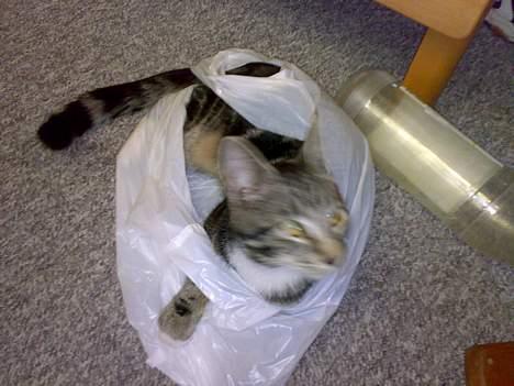 Blanding af racer † Terkel † - Kat i posen? Undskyld kvaliteten, han var svar at fange med kameraet :D billede 8