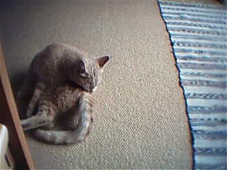 Huskat Oliver billede 3