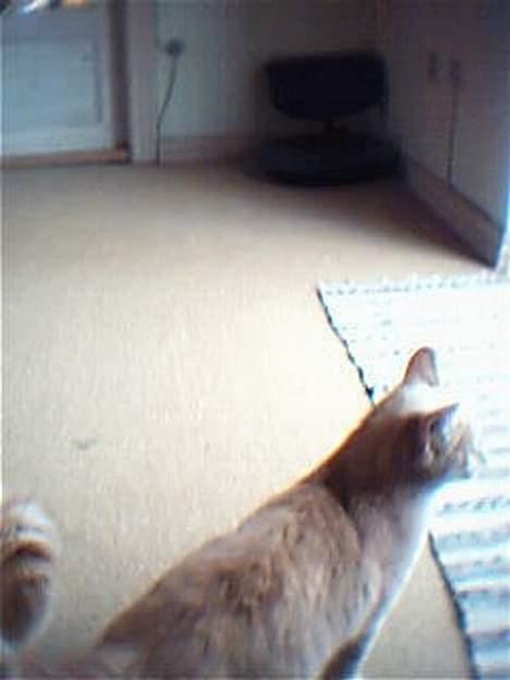 Huskat Oliver billede 4