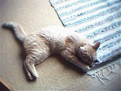 Huskat Oliver billede 5