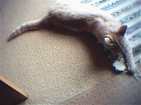 Huskat Oliver billede 6