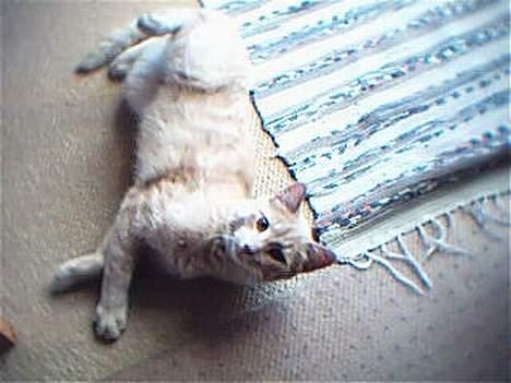 Huskat Oliver billede 7