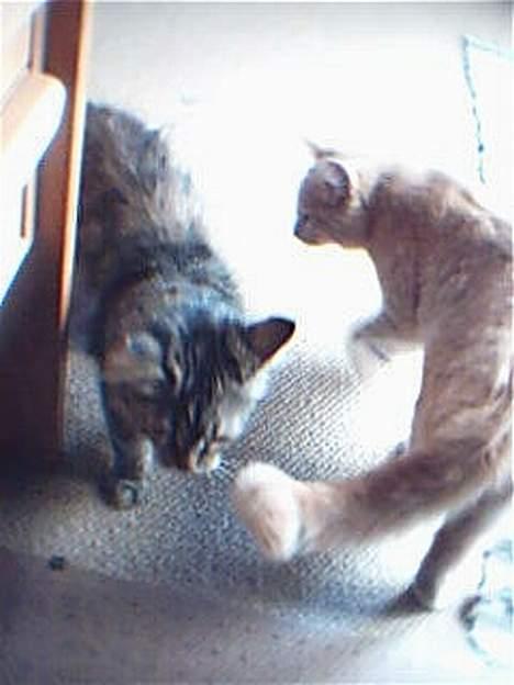 Huskat Oliver billede 8