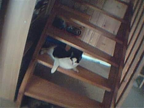 Huskat Kouda - Det er altid dejligt at slappe af på trappen billede 2