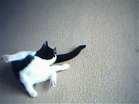 Huskat Kouda billede 4