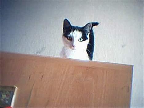 Huskat Kouda - Kouda kigger frem billede 5