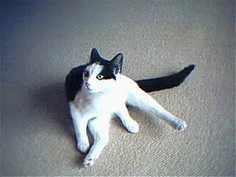 Huskat Kouda billede 6