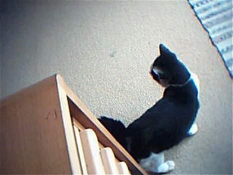 Huskat Kouda - Her kan man se den flotte sorte farve Kouda har! billede 7