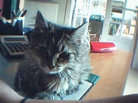 Blanding af racer Pjuske billede 6