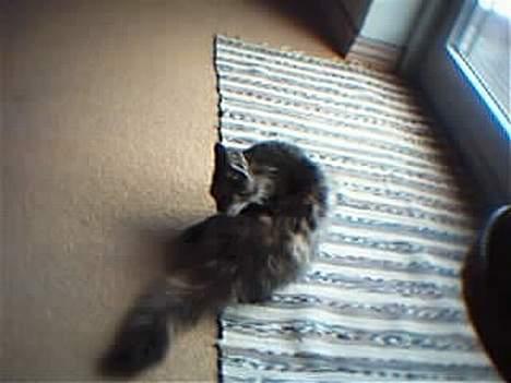 Blanding af racer Pjuske billede 7