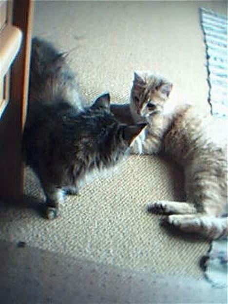 Blanding af racer Pjuske billede 8