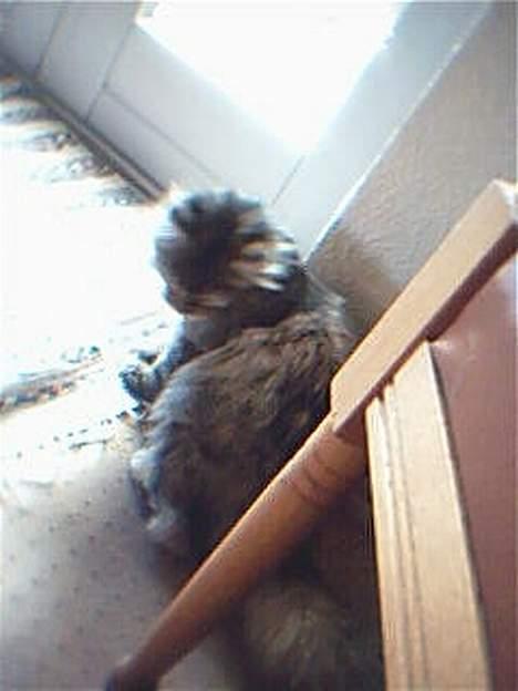 Blanding af racer Pjuske billede 9