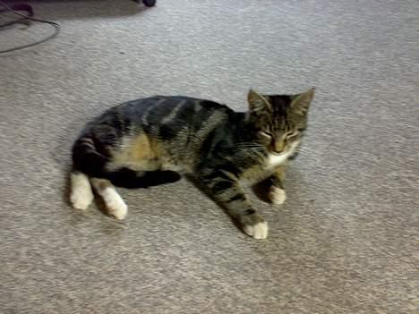 Blanding af racer † Terkel † - Lille putt´gøj :) billede 9