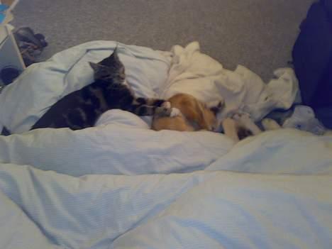 Blanding af racer † Terkel † - Aften hygge :D billede 10