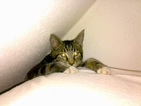 Blanding af racer † Terkel † - Hans øjne ser lidt spookie ud :D billede 11