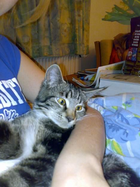 Blanding af racer † Terkel † - Dejlige lille mis :´) billede 12