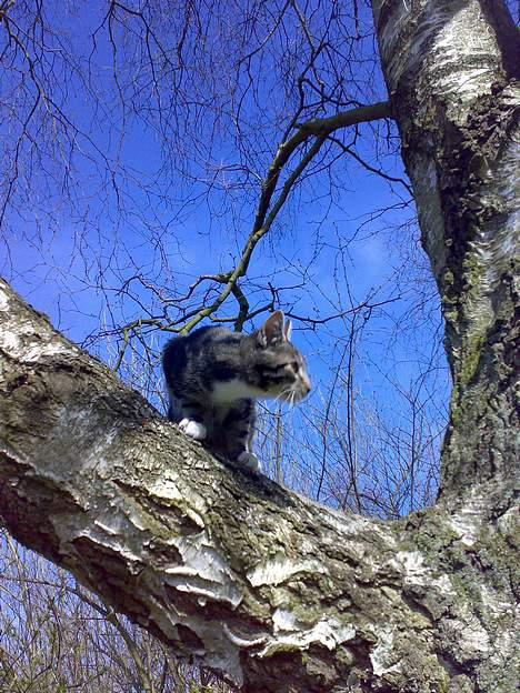 Blanding af racer † Terkel † billede 13