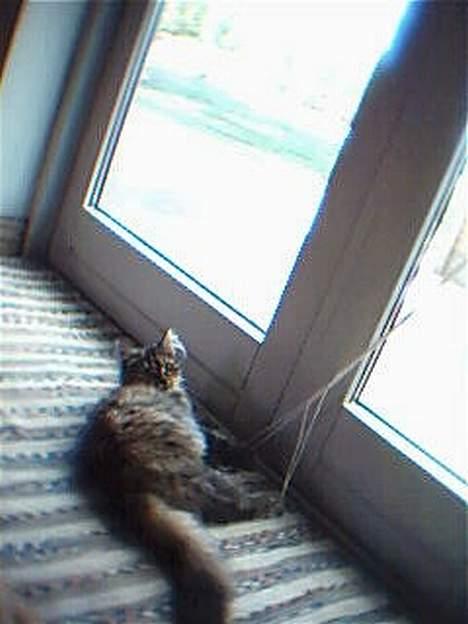 Blanding af racer Pjuske billede 10