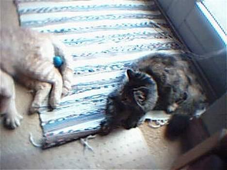 Blanding af racer Pjuske billede 11