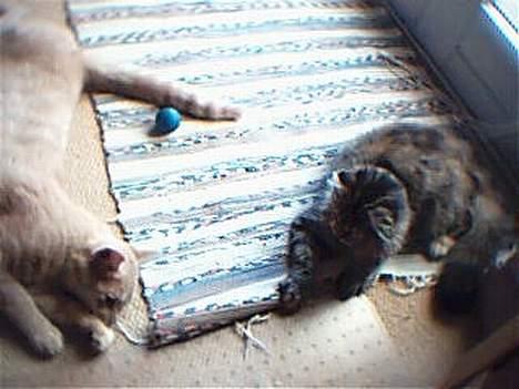 Blanding af racer Pjuske billede 12