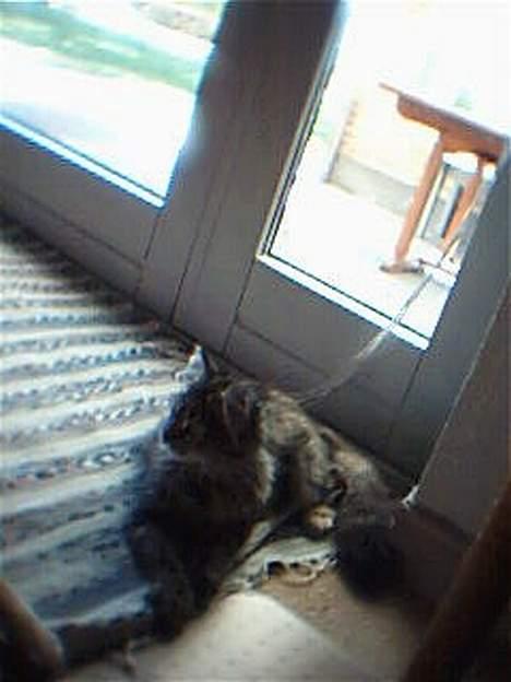 Blanding af racer Pjuske billede 13