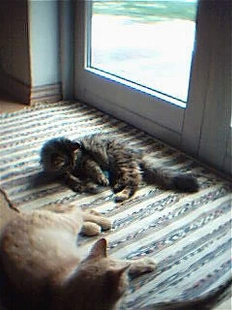 Blanding af racer Pjuske billede 14