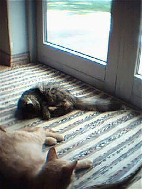 Blanding af racer Pjuske billede 15