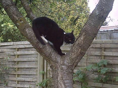 Huskat Louie billede 1