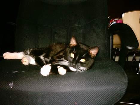 Huskat Louie billede 2