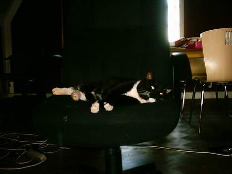 Huskat Louie billede 3