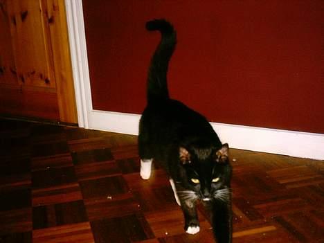 Huskat Louie billede 4