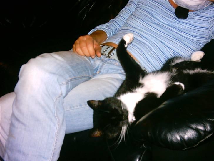 Huskat Louie billede 5