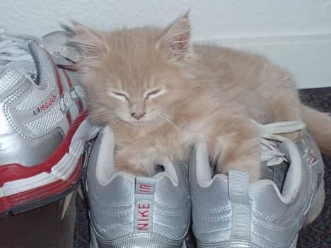 Maine Coon Lundens Volle billede 14