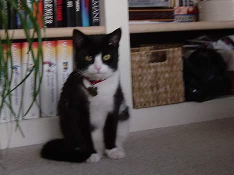 Huskat Mis Mis <3   R.I.P - Er Jeg ikke Pæn [:  billede 2