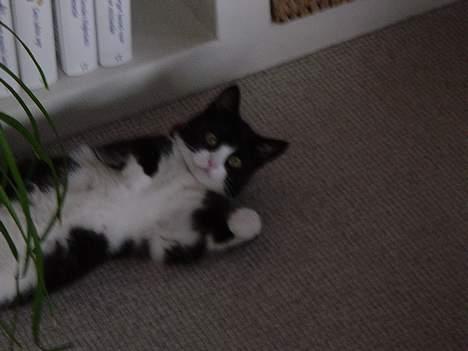 Huskat Mis Mis <3   R.I.P - Lege Lidt, Heeh <3 billede 3