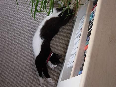 Huskat Mis Mis <3   R.I.P - Årrh! Dejligt At Strække Sid ;P billede 4