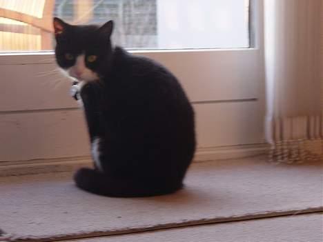 Huskat Mis Mis <3   R.I.P - Moaar! Jeg vil Uuuud ! [: billede 5