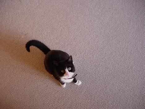 Huskat Mis Mis <3   R.I.P - Hva Laver I Helt Derope ?? billede 6