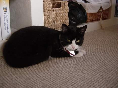 Huskat Mis Mis <3   R.I.P - Hvor Er Det Dejligt Bare At Kunne Ligge At Slappe Af, (: .. billede 7