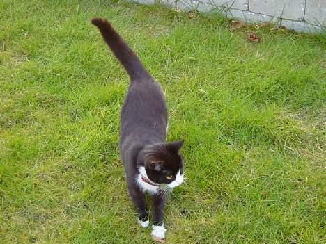 Huskat Mis Mis <3   R.I.P - Ej Hvad Laver De Dog Der Henne ? xD billede 8