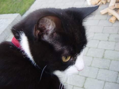Huskat Mis Mis <3   R.I.P - Mit Hovede ? ;b billede 9