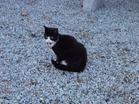 Huskat Mis Mis <3   R.I.P billede 10