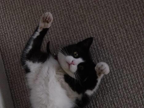 Huskat Mis Mis <3   R.I.P - Ihh! Lidt Leg Før Sengetid :P billede 11