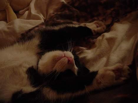 Huskat Mis Mis <3   R.I.P - HaH xD, Naaare Liqe Moaar, 1 2 3, Nu kommer Hun. Jeg Må SKynde Mig Og Lad Som Om Jeg Er Død ;b billede 12