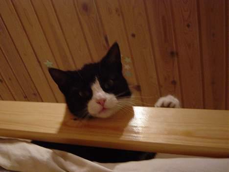 Huskat Mis Mis <3   R.I.P - Hey ! Hva Sker Der Dernede ??  billede 13