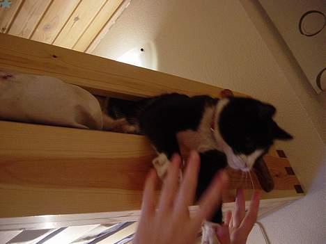 Huskat Mis Mis <3   R.I.P - Nu Går Jeg Altser Ned Og Kigger Hva Det Er De Laver, Men Moaar Greb Mig <3 billede 14